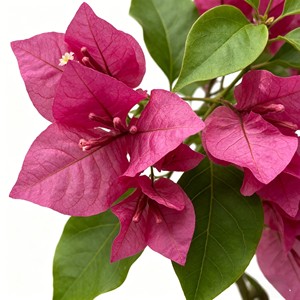 High Quality Real Touch Artificial Silk Bougainvillea <b>Trees</b> Durable Indoor Desktop Plants - Product Image 6