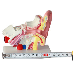 العلوم الطبية نوعية جيدة الإنسان نموذج تشريح 1.5 مرات الإنسان الأذن دمية لعرض الملابس مع الخارجي الأوسط الداخلية الأذن - Product Image 2