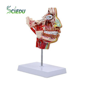 SCIEDU الرأس والوجه والعصب الوعائي البشري القسم السهمي المتوسط مع نموذج تشريح الرأس للأعصاب الوعائية - Product Image 1