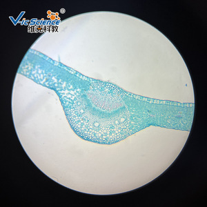Cross section of Pittosporum tobira leaf; plant slide; leaf and leaf metamorphosis; biological section specimen; <b>microscope</b> - Product Image 3