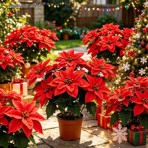 Fleur de Poinsettia Artificielle Homare Asa 30cm, Décoration de Noël, Branche Unique, Fleur Artificielle en Plastique, Décoration d'Intérieur - Product Image 4
