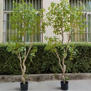 Plante artificielle sicilienne suspendue, Camélia <span class=keywords><strong>japonica</strong></span>, fausse plante <span class=keywords><strong>en</strong></span> pot, style nordique, inspirée d'Instagram, décoration de sol pour espaces intérieurs - Product Image 4