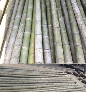 Bastones de <span class=keywords><strong>bambú</strong></span> naturales, gran materia natural, verde, venta al por mayor - Product Image 3
