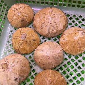 Nieuwkomers Natuurlijke Zeester Steen Genezingen Kristal Ruwe Steen Folk Ambachten Ster Fossielen Steen Te Koop - Product Image 2