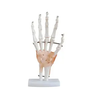 Scienza medica a grandezza naturale dell'articolazione della mano umana di educazione anatomica dello scheletro di plastica a grandezza naturale dell'articolazione della mano con il modello dei legamenti