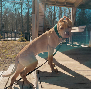 Opular-cuerda para perros grandes, color verde y negro - Product Image 2