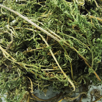 Plante chinoise populaire, plante chinoise, feuille de tige, achilée, alpina, plantes séchées, à vendre