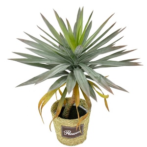 Arbre artificiel de bonsaï d'agave de haute qualité, plante artificielle de dracaena pour la décoration de la maison - Product Image 5