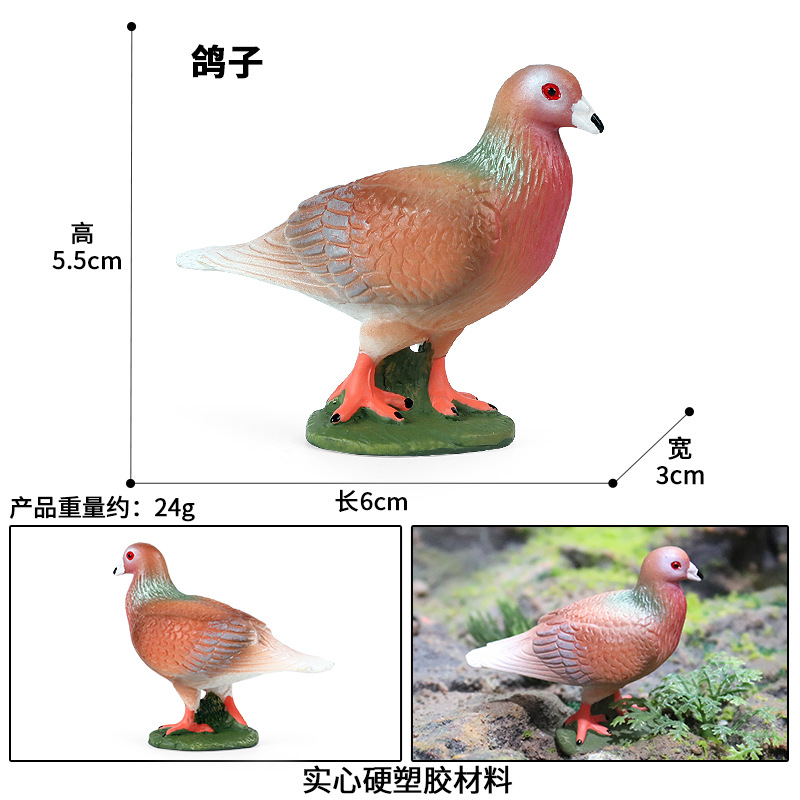 M-2774 Orange Pigeon