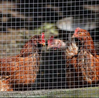 Filet pour cage à oiseaux filet de caille filet de clôture pour poulet poulet lapin canard clôture balcon protection treillis métallique galvanisé