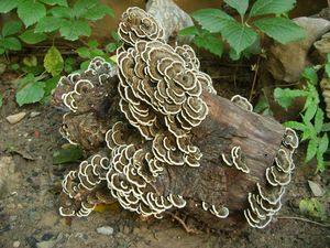 Polvo para la salud, cola <span class=keywords><strong>de</strong></span> pavo, Coriolus <span class=keywords><strong>Versicolor</strong></span>, polvo <span class=keywords><strong>de</strong></span> hongos para alimentos, cola <span class=keywords><strong>de</strong></span> pavo, Trametes <span class=keywords><strong>Versicolor</strong></span>, polvo <span class=keywords><strong>de</strong></span> micelio - Product Image 5