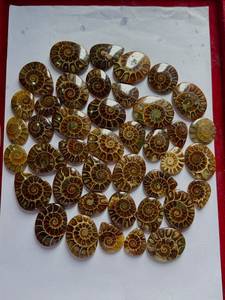 Pierres d'ammonites de qualité supérieure, naturelles, polies, décoratives, objets de collection pour la décoration intérieure et les articles cadeaux, disponibles à la vente - Product Image 1