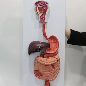 Modelo del sistema digestivo humano, modelo de enseñanza médica, modelos de la serie de anatomía humana - Product Image 1