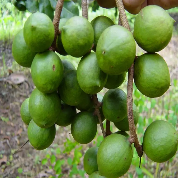 2023 hàng loạt mới Jojoba dầu Trung Quốc nhà sản xuất tinh khiết tự nhiên JoJoba tàu sân bay dầu