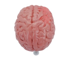 Modèle d'enseignement simulé de l'anatomie du cerveau ; outil pédagogique pour l'enseignement de l'anatomie pathologique du cerveau humain ; modèle des voies vasculaires et de la structure cérébrales - Product Image 2
