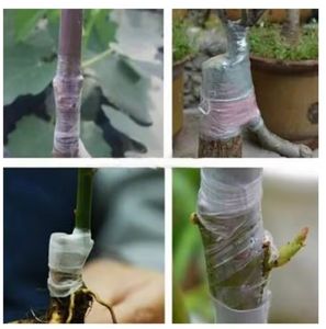 ฟิล์มติดสำหรับปลูก<span class=keywords><strong>ต้น</strong></span>ไม้ในสวนมีกาวในตัวฟิล์มติดสำหรับปลูก<span class=keywords><strong>ต้น</strong></span>องุ่นอุปกรณ์เสริมสำหรับการต่อกิ่งมะเขือเทศยืดได้ - Product Image 5