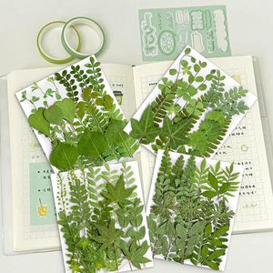 Feuilles vertes séchées pressées en gros pour herbarium, idéales pour la création de bijoux en résine, bougies, savons, nail art, scrapbooking et décorations artisanales - Product Image 2