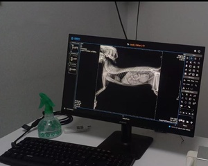 Vet Dynamic DR Veterinär-Digitalröntgengerät CE ISO Zertifiziert Geringe Strahlung Hohe Bildqualität Langlebiges Röntgenrohr Wiederverwendbar für Hunde 1 - Product Image 6