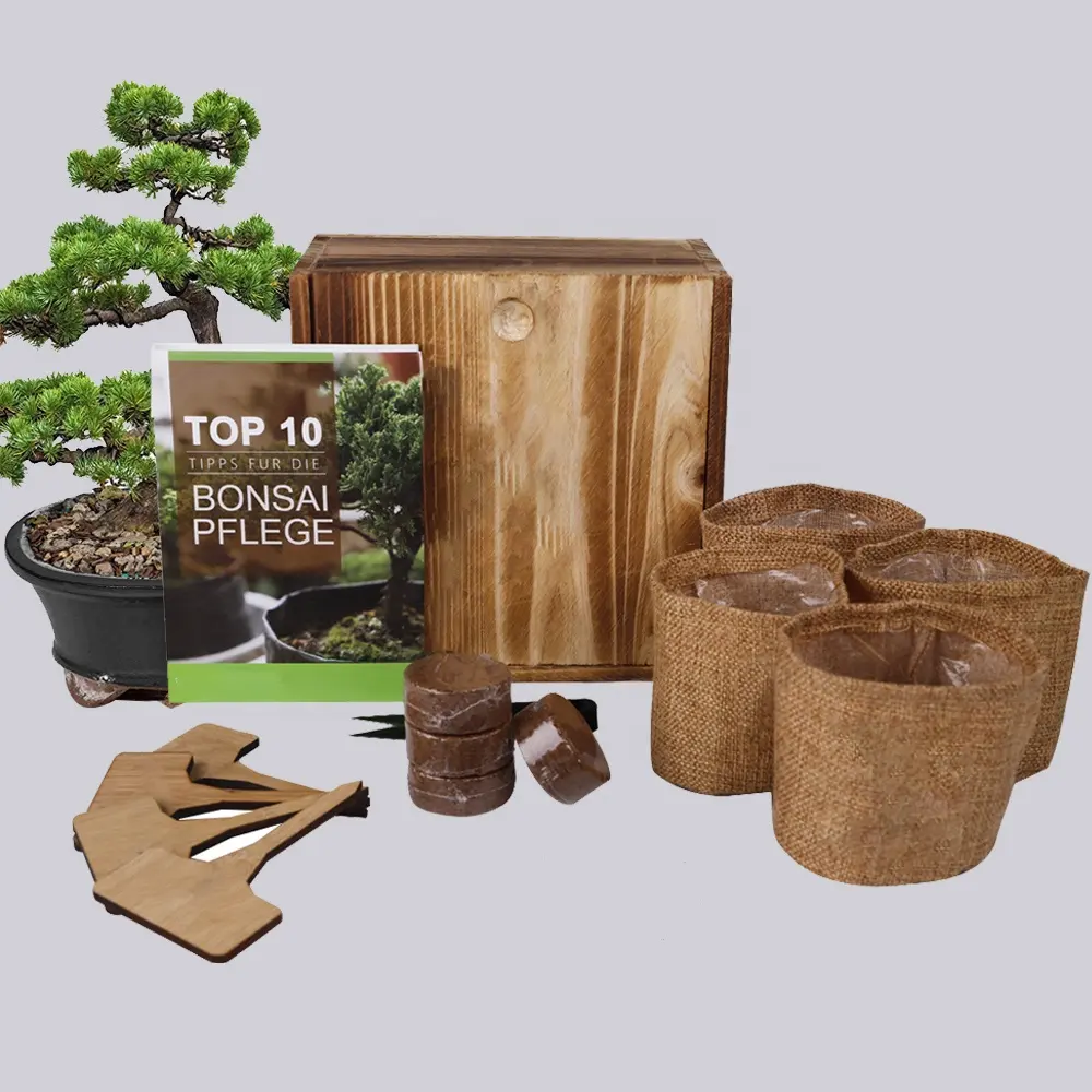 Macetas de bonsái de madera nvironmental, juego de herramientas de inicio de jardín natural para interiores, regalo de jardinería en vivo