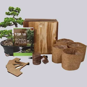 Environmentally friendly material wooden bonsai pots indoor natural garden gardening gift live tool set starter kit real bonsai