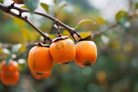 Kaki jaune frais de haute qualité, goût naturellement sucré, non astringent, export en vrac, vente en gros, origine Chine