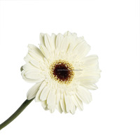 Bunga Gerbera Daisy Segar Potong  Grosir Gerbera  Buket Gerbera Bunga Pernikahan Gerbera Segar Potong untuk Dekorasi
