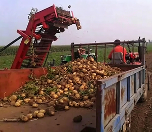 Máquina Cosechadora de <span class=keywords><strong>Ajo</strong></span>, Patata, Cacahuete, Yuca, Cebolla, Rábano <span class=keywords><strong>y</strong></span> Zanahoria Montada en Tractor para Plantar, Excavar <span class=keywords><strong>y</strong></span> Cosechar - Product Image 5