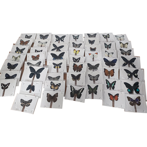 Regalo del mestiere biologico campioni bella tassidermia conservato reale insetto farfalla specimen - Product Image 6
