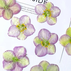 Carte de fleur pressée hellébore tibétain faisant des fournitures bijoux en résine cadre de plante naturelle - Product Image 2