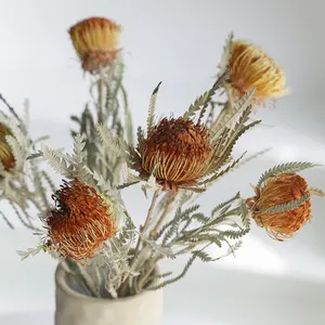 Mini banksia seca protea seca de flor, venda quente de flores seca mini protea seca para decoração