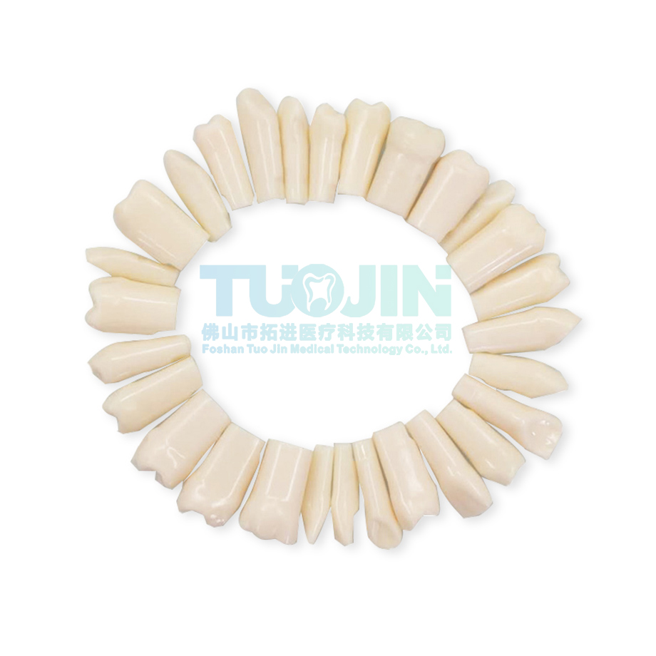 1 Набор 28 Стоматологическая ирригатор для полости рта преподавания зуб пластины анатомическая модель прорезывание зубов из синтетической смолы полимера накладные заменить зубы для стоматологии обучения