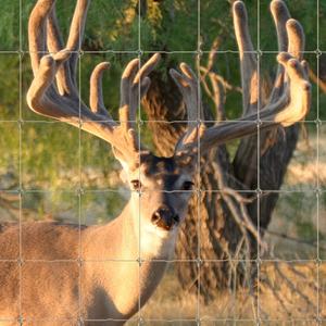 गैल्वनाइज्ड फिक्स्ड नॉट पशुधन 100M x 2.43M सुअर भेड़ हिरण बाड़ कृषि जाल - Product Image 1