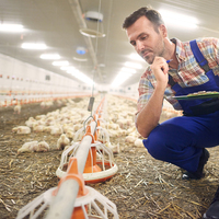 Solution complète de ligne d'alimentation pour volailles : Convoyeur à vis en tuyau galvanisé avec trémie et bac d'alimentation pour 10K-100K oiseaux