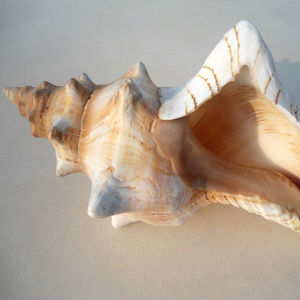 Conchas de Caracol Naturales, Accesorios para Fotografía, Acuario, Exquisitas Conchas de Caracol Turbante Rojo, Concha Espiral Carmesí - Product Image 2