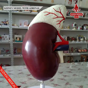 Modelo anatómico de riñón humano médico, modelo educativo de estructura de glándula suprarrenal de plástico para enseñanza - Product Image 2