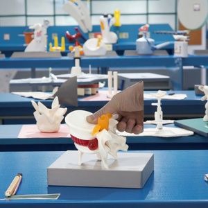 Modèle d'anatomie de la colonne vertébrale humaine avec hernie discale, en PVC écologique, pour la formation en écoles de médecine - Product Image 4