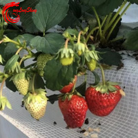 Filet de support de serre à haute perméabilité pour fraises