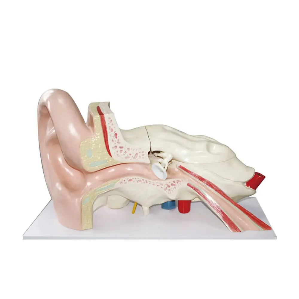 Modelo de anatomia da orelha humana, tamanho grande, 900*290*450mm, plástico
