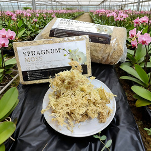 Muschio di Sfagno in <span class=keywords><strong>Sacchi</strong></span> Grandi per Applicazioni Commerciali su Larga Scala, Orticoltura, Giardinaggio e Uso Domestico - Product Image 1