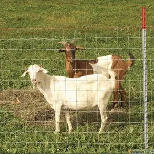 Clôture de prairie de haute qualité pour cheval, clôture de ferme galvanisée en pvc enduit à chaud