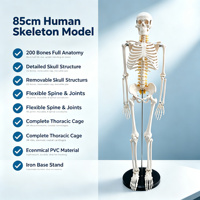 Squelette humain grandeur nature 85 cm avec 4 courbures et articulations mobiles pour la formation orthopédique CE ISO ROHS CNAS