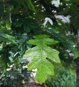 مصنع بيع بالجملة نابض بالحياة فروع شجرة البلوط الاصطناعية والحرير البلوط أوراق خضراء - Product Image 3