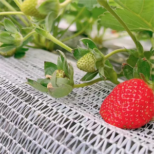 Strawberry Truss Support <strong>Netting</strong> Ground Strawberry Fruit Support <strong>Net</strong> protection <strong>Net</strong> <strong>Mesh</strong> - Product Image 1