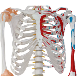 Mini squelette <span class=keywords><strong>3D</strong></span> corps <span class=keywords><strong>humain</strong></span> modèle de <span class=keywords><strong>crâne</strong></span> en résine humaine modèle anatomique de <span class=keywords><strong>crâne</strong></span> modèle de <span class=keywords><strong>crâne</strong></span> <span class=keywords><strong>humain</strong></span> - Product Image 1