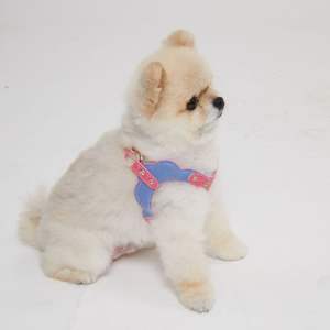 Arnés de cuero premium resistente para perros grandes, con acolchado y hebillas metálicas extrafuertes, para paseos. - Product Image 3