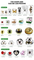 Vente chaude Résine Artisanat Taxidermie Biologique Pieuvre Acrylique Décor pour L'enseignement En Classe et Graduation Retour À L'école