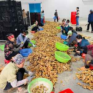 Jengibre listo para exportación desde Vietnam para los mercados de bebidas y salud en Europa y Oriente Medio - Product Image 6