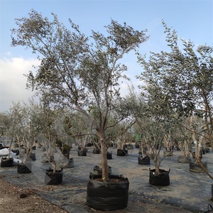 HOKBG, 5 galones, Anti-UV, suministros <span class=keywords><strong>de</strong></span> jardín <span class=keywords><strong>de</strong></span> plástico duraderos, bolsa <span class=keywords><strong>de</strong></span> plantación, bolsa <span class=keywords><strong>de</strong></span> cultivo <span class=keywords><strong>de</strong></span> vivero <span class=keywords><strong>de</strong></span> olivo frutal - Product Image 3