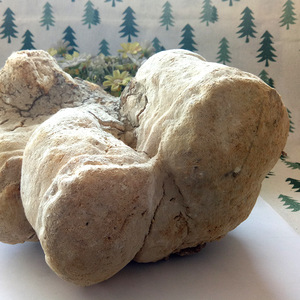 เชื้อราป่าทั้งต้นปรสิต fomitopsis officinalis - Product Image 2