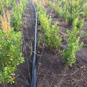 <span class=keywords><strong>Tuyau</strong></span> de pluie en plastique LDPE robuste de 63 et <span class=keywords><strong>75</strong></span> <span class=keywords><strong>mm</strong></span> pour système d'irrigation automatique pour l'agriculture et le jardin - Product Image 6
